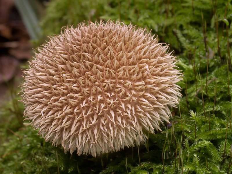 Lycoperdon echinatum